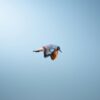 A kingfisher bird flying against a clear blue sky.