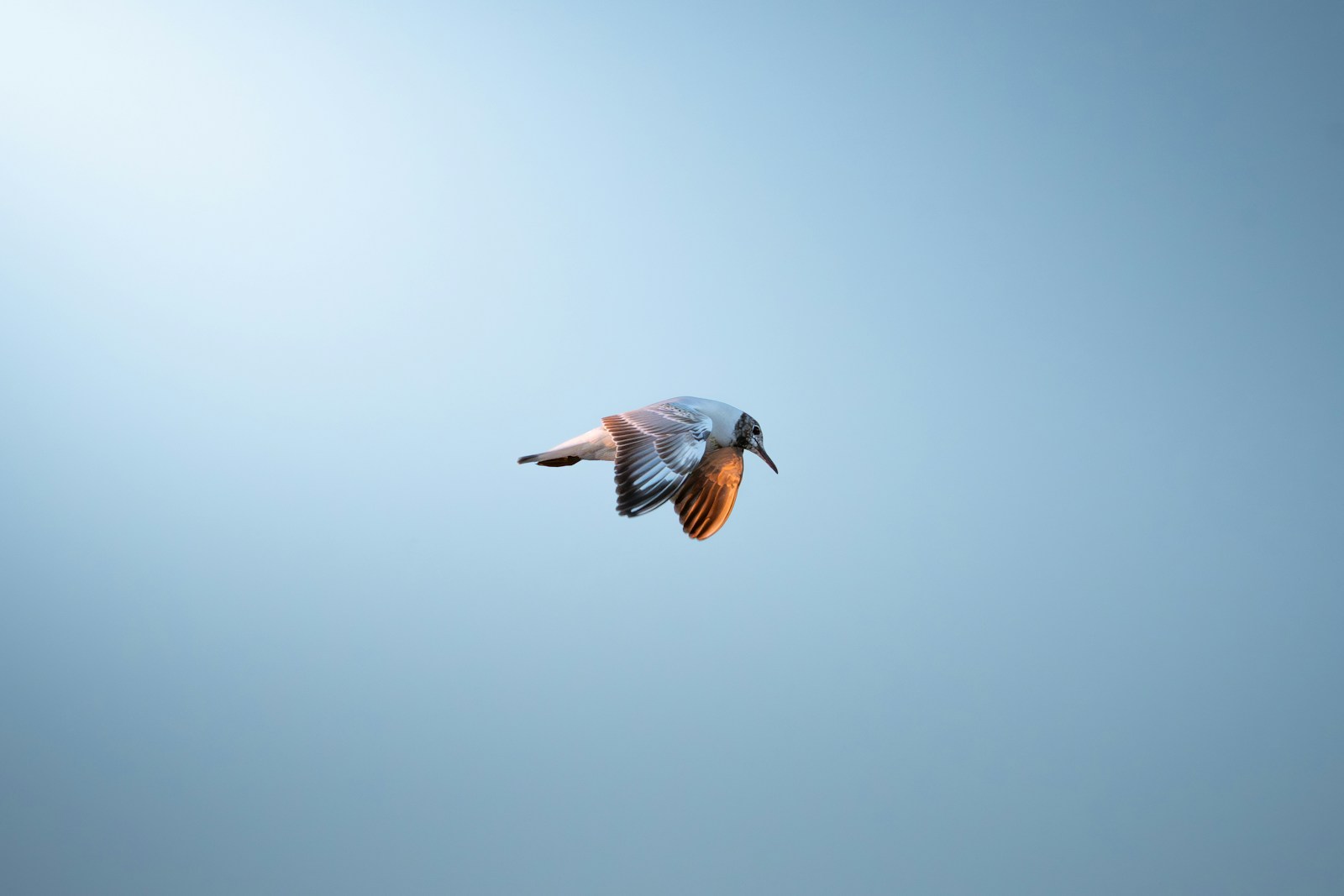 A kingfisher bird flying against a clear blue sky.