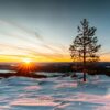 Lone pine tree on snowy hill at sunrise