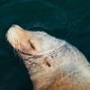 A sea lion floats calmly in the water.
