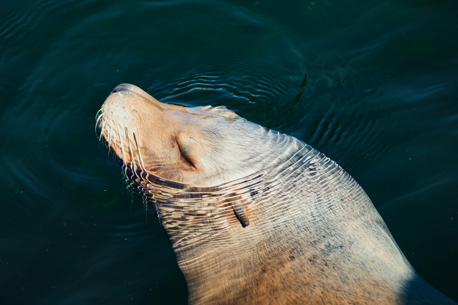 A sea lion floats calmly in the water.