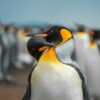 Two penguins are cuddling among their flock.