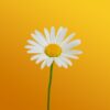 A daisy stands out against a yellow background.