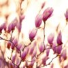 Pink magnolia buds bloom in soft sunlight.