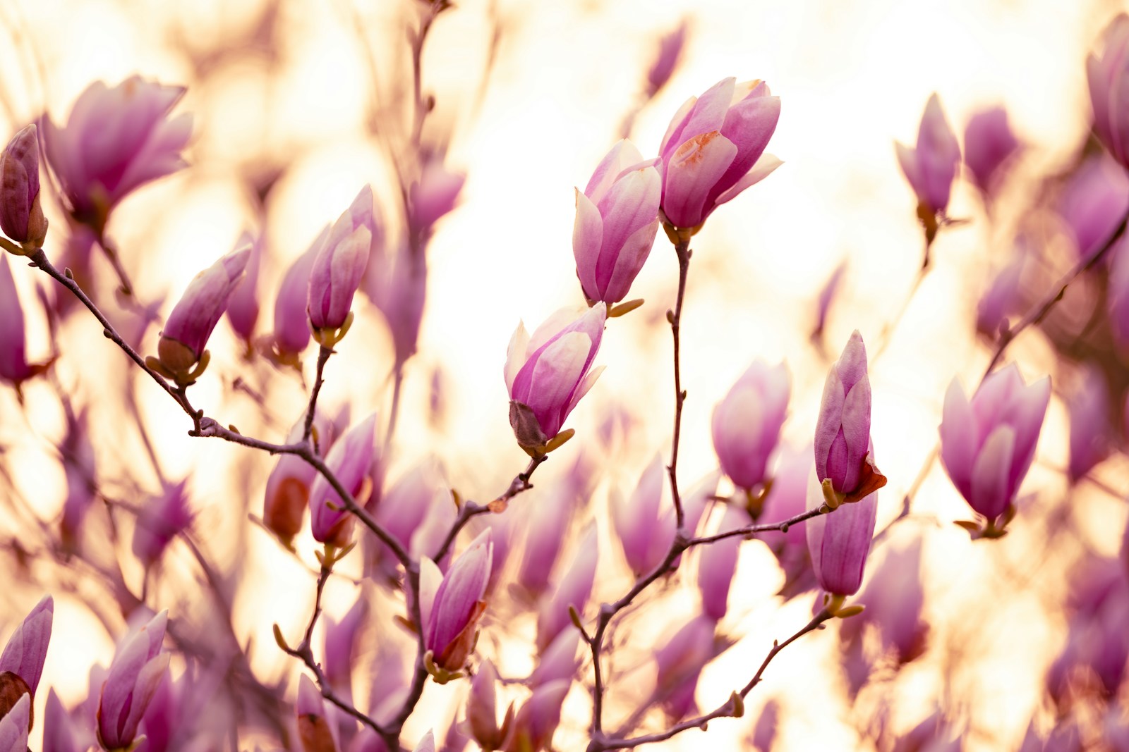 Pink magnolia buds bloom in soft sunlight.
