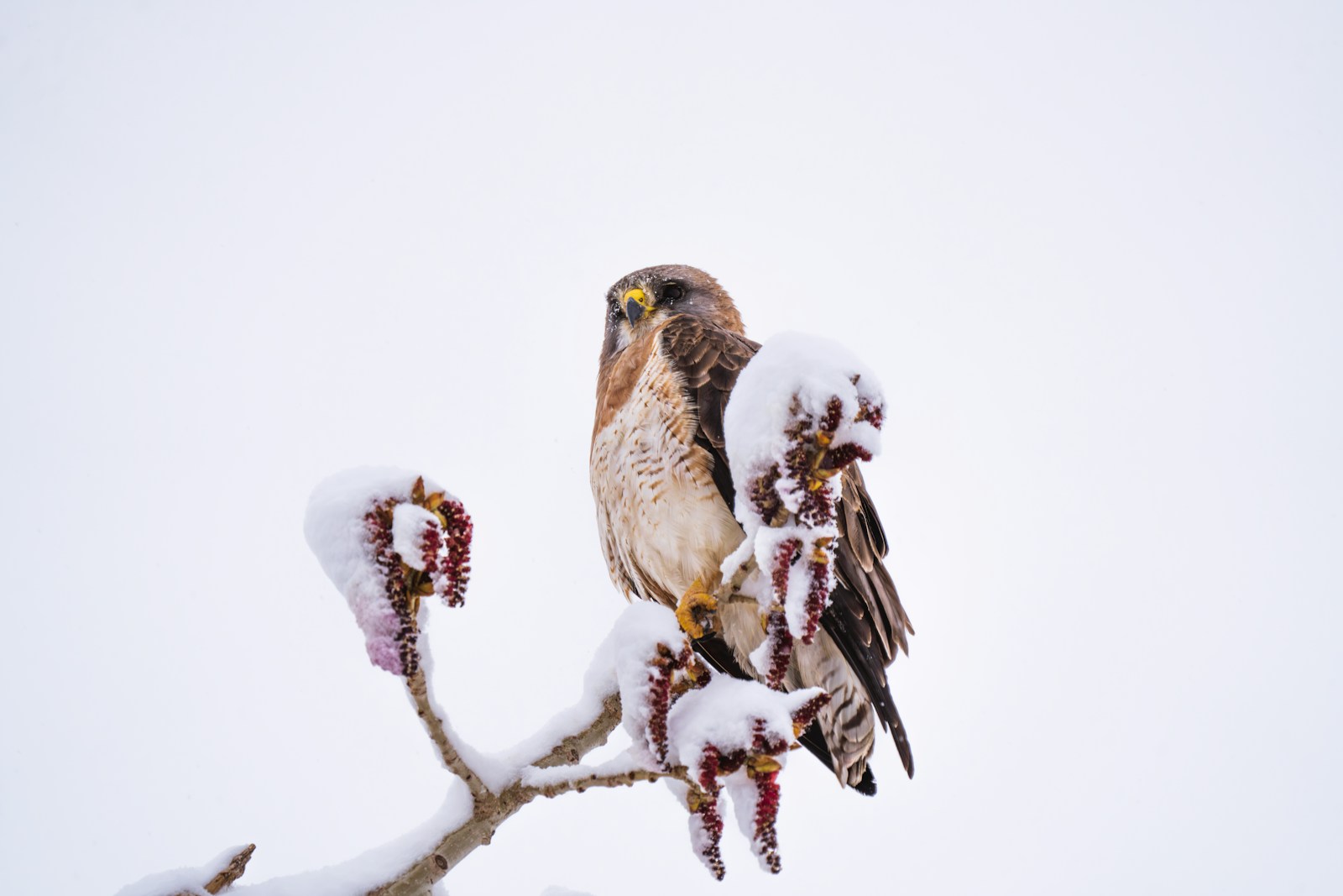A hawk perches on a snowy branch.