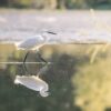 A white heron walks delicately in the water.