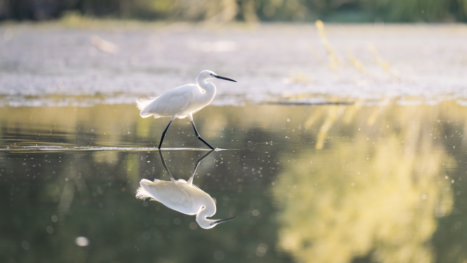 A white heron walks delicately in the water.